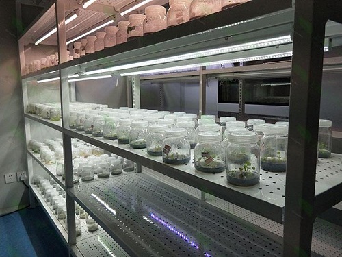 阳泉植物组织培养实验室设计建设方案